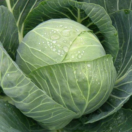 Galviņkāposti Galaxy F1 50s