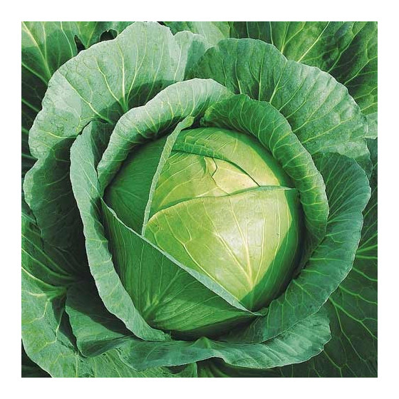 Galviņkāposti Krautman F1 50s