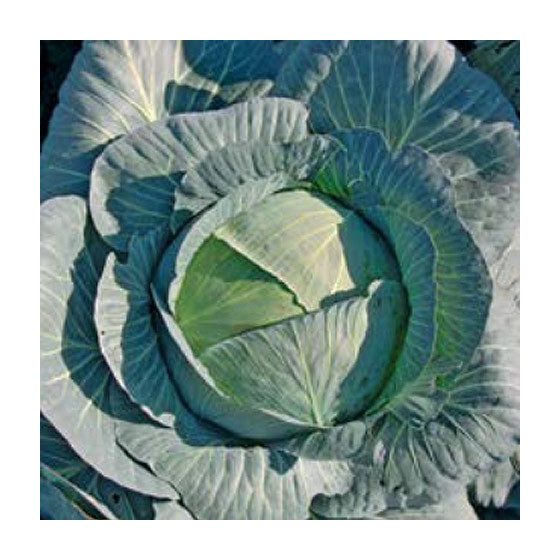 Galviņkāposti Terminator F1...