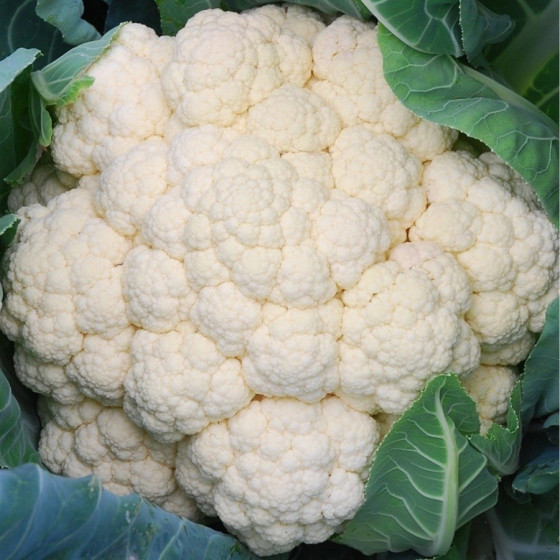 Ziedkāposti Ferrara F1 0,5g