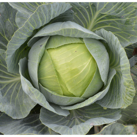 Galviņkāposti LUCAS F1 0,5g