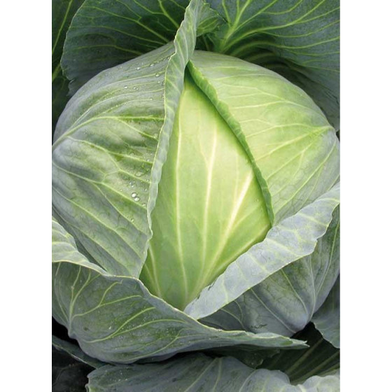 Galviņkāposti ZOLTAN F1 0.3g