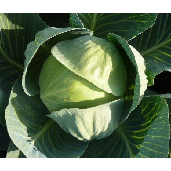 Galviņkāposti RAMENOS F1 0,2g