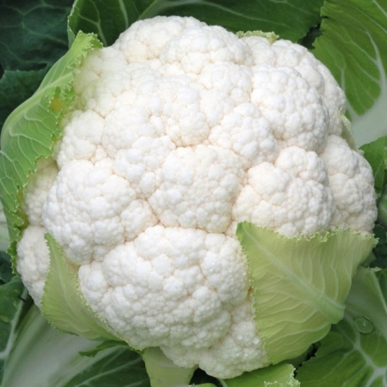 Ziedkāposti SEOUL F1 0.5g