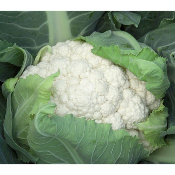 Ziedkāposti CHAMBORD RZ F1...