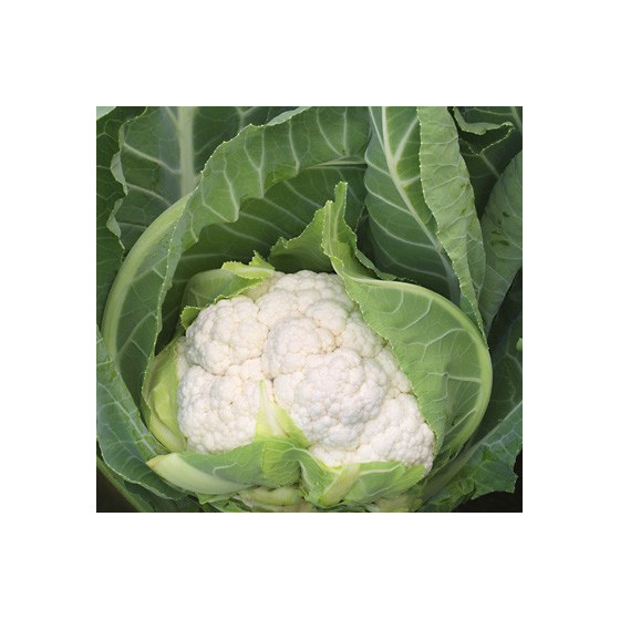 Ziedkāposti Aerospace F1 0,3g