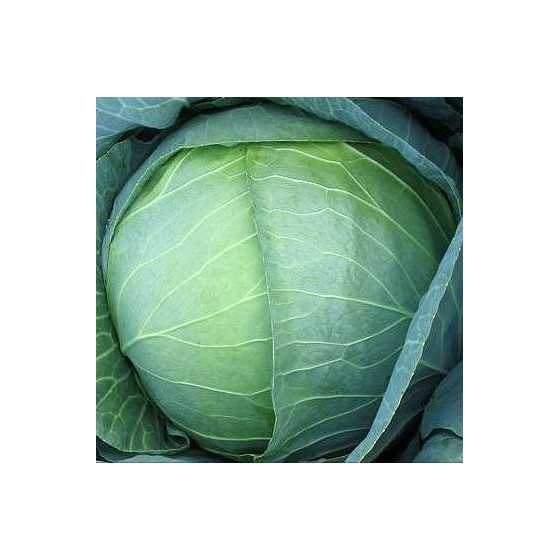 Kāposti Megaton F1 (30 sēklas)