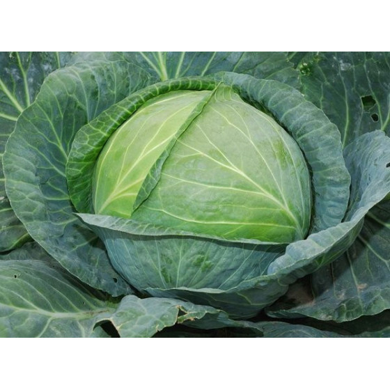 Kāposti Agressor F1 ~100...