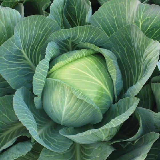 Kāposti Socrates F1 50...