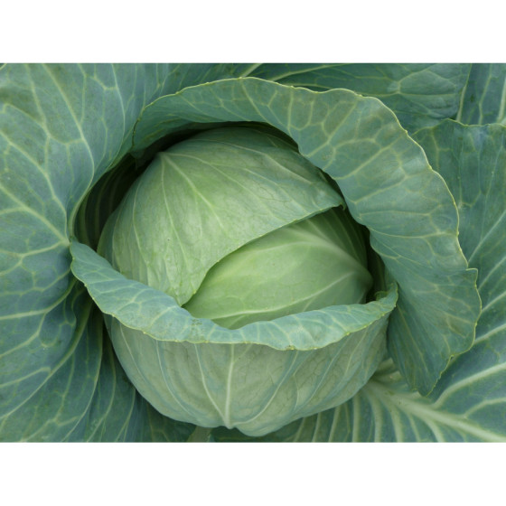 Kāposti Transam F1 50 sēklas