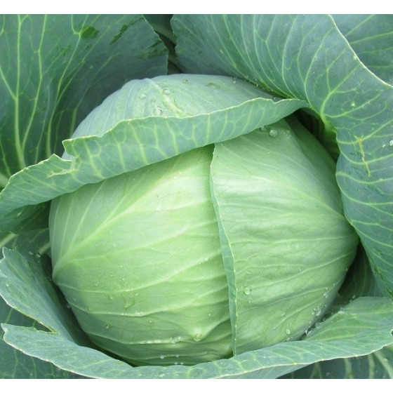 Galviņkāposti Ancoma RZ F1...