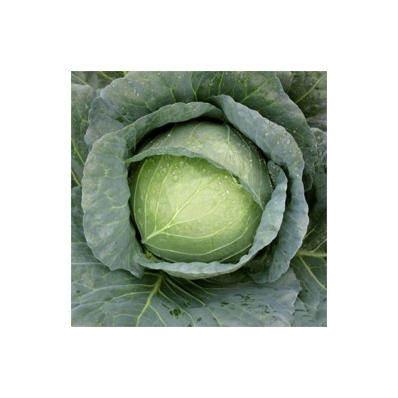 Galviņkāposti Expect F1...