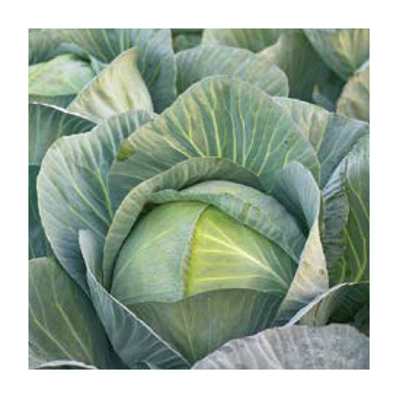 Kāposti Professor F1 50s