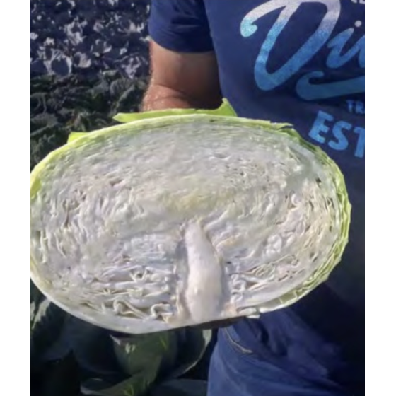 Kāposti Sarmello F1 50s