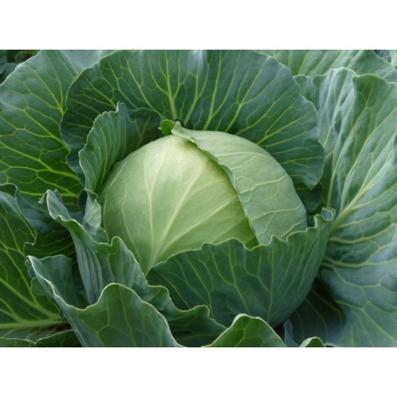 Kāpostu sēklas PAREL (~30...