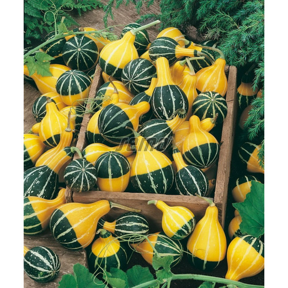 Ķirbji Pear Bicolour 1g