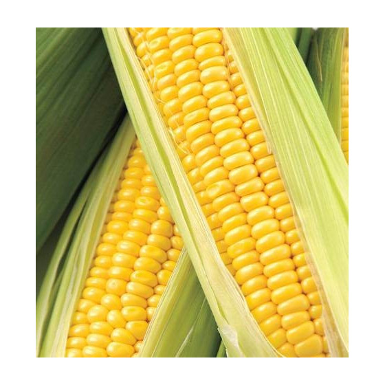 Saldā kukurūza Honey Sweet"...