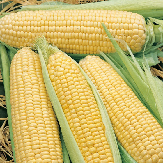 Kukurūza Sweet Nugget F1 100g