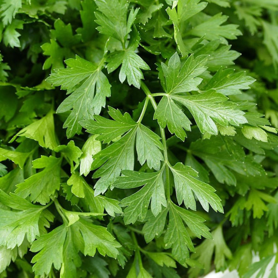 Pētersīļi lapu Fest 500g