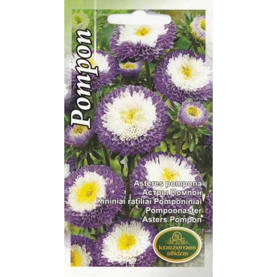KS Asteres Pompona zilas ar...