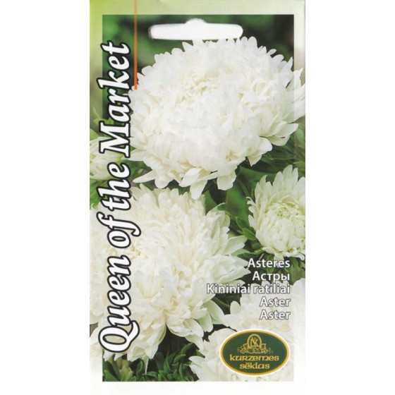 KS Asteres Queen of the...