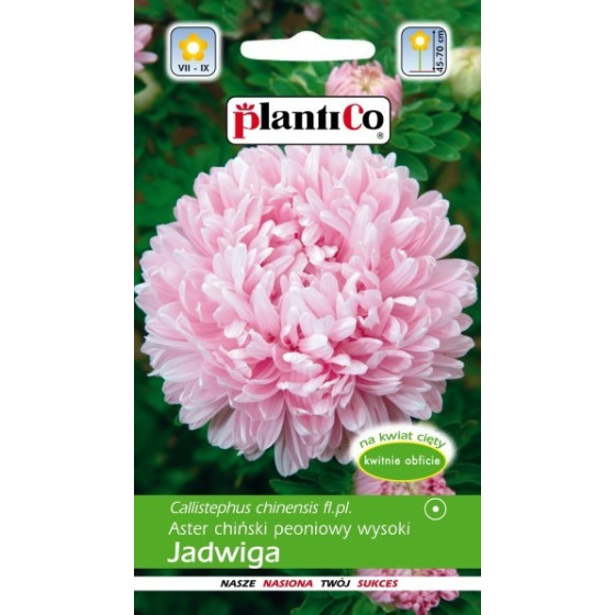 Asteres peoniju augstās...