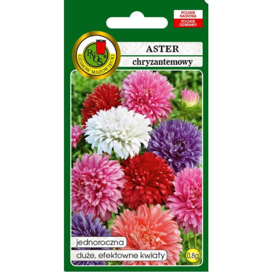 Asteres krizantēmu Mix