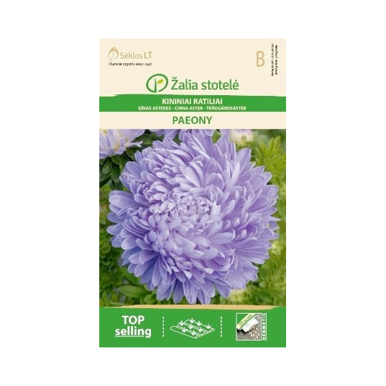 Asteres Ķīnas gr. PAEONY  zila