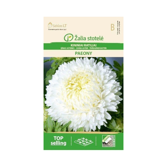 Asteres Ķīnas gr. PAEONY balta