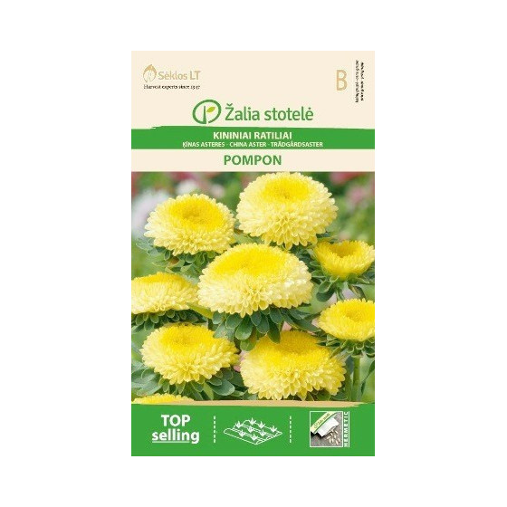 Asteres Ķīnas gr.Pomponu...