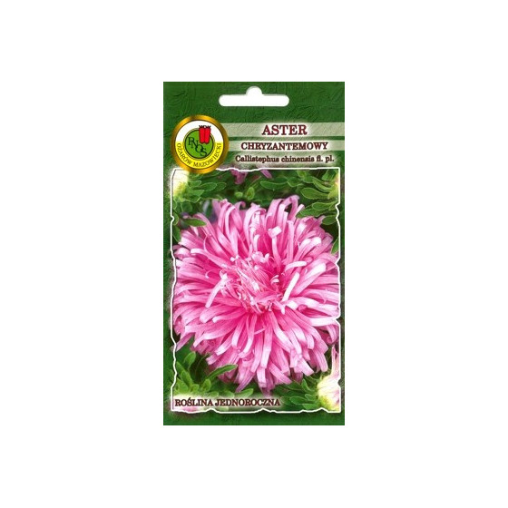 Asteres krizantēmu Rozā