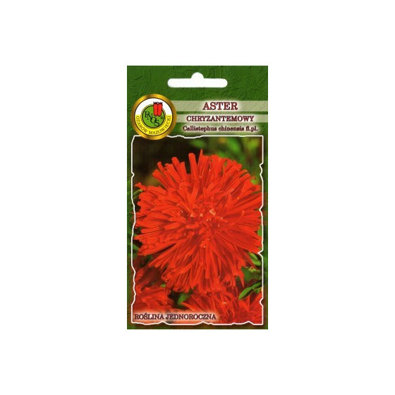 Asteres krizantēmu Sarkanas