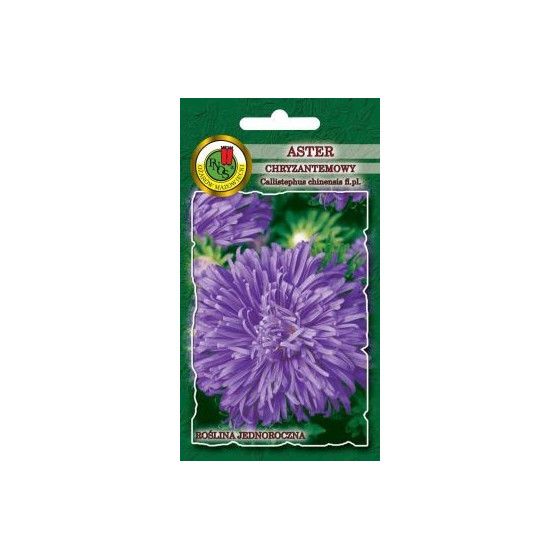 Asteres krizantēmu Zilas