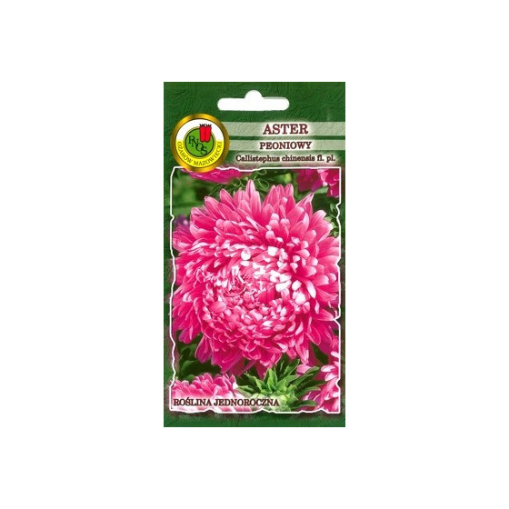 Asteres peoniju Purpura