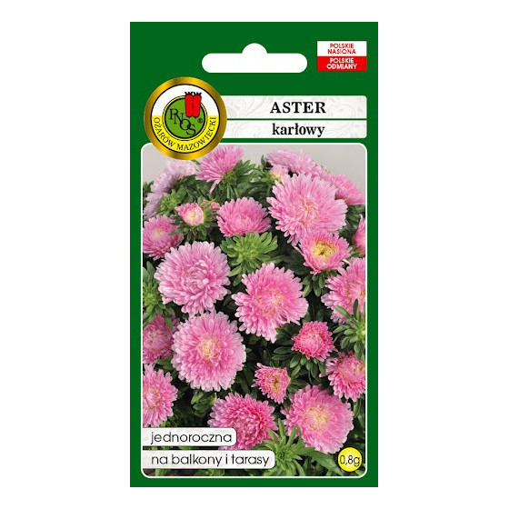 Asteres zemās rozā