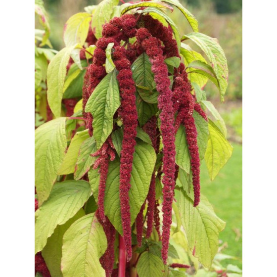 Amarants astainais 2g*