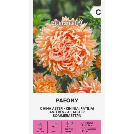 Asteres Ķīnas gr. PAEONY...