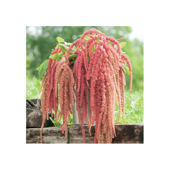 Amarants astainais Coral...