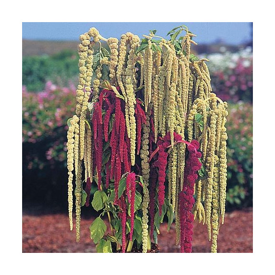 Amarants astainais Pony...