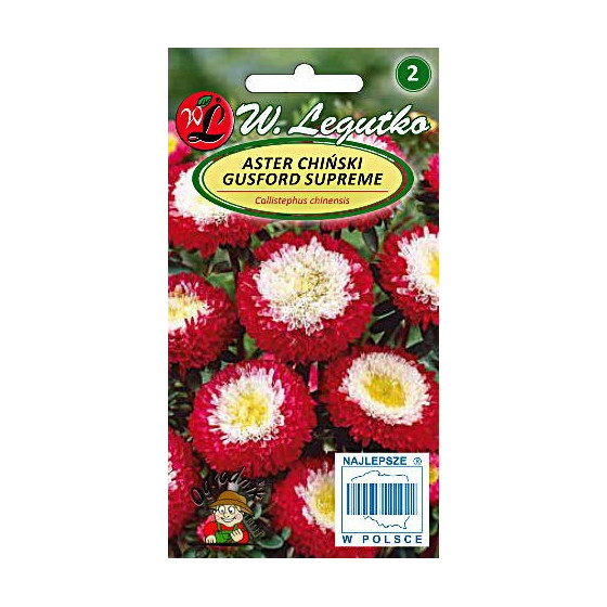 Asteres ķīnas pomponu...