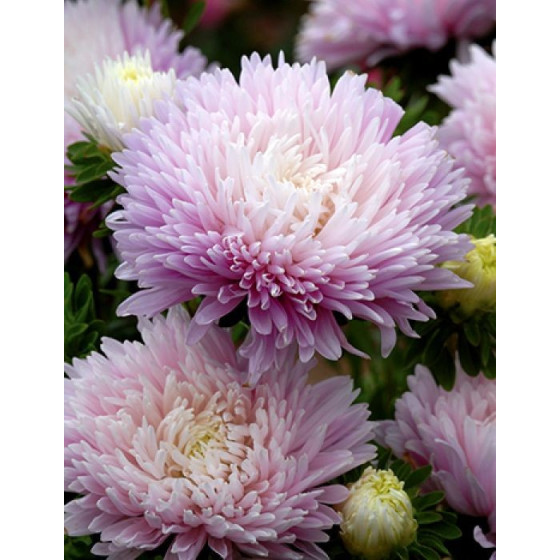 Asteres ķīnas King Size...