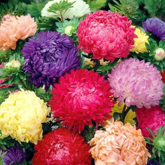 Asteres ķīnas King Size FG...