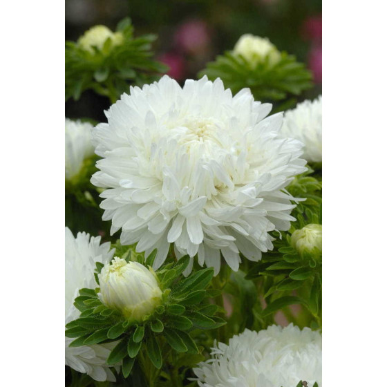 Asteres ķīnas King Size...