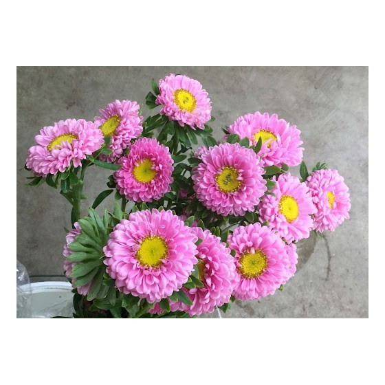 Asteres ķīnas Matsumoto...