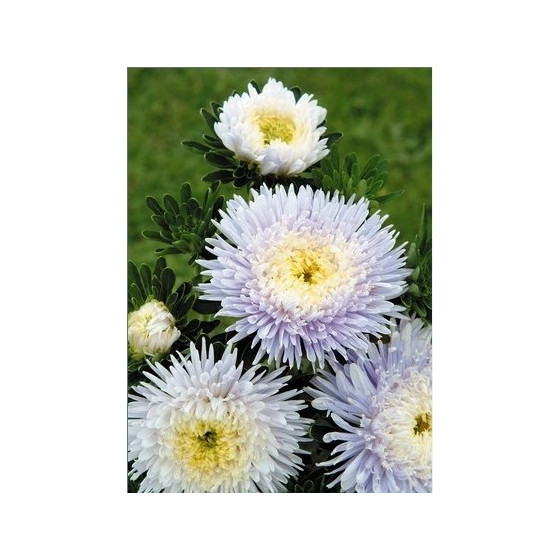 Asteres ķīnas Matador Soft...