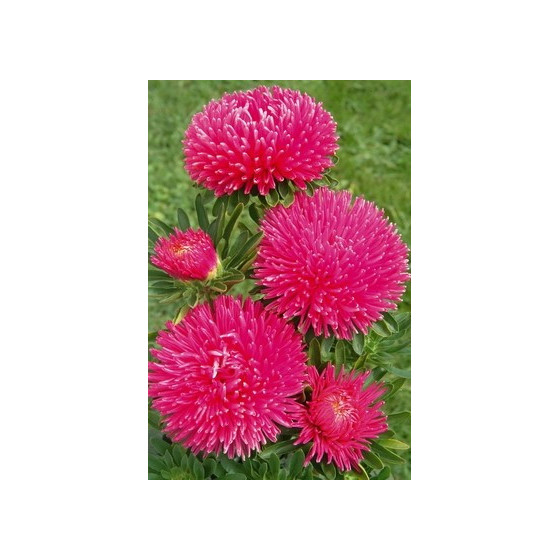 Asteres ķīnas Gala Carmine...