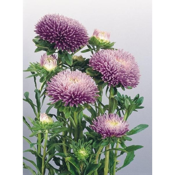 Asteres ķīnas Gala Lavender...