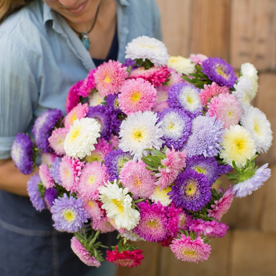 Asteres ķīnas Matador Mix"...