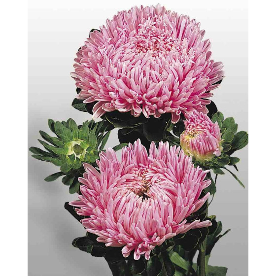 Asteres ķīnas Matador...