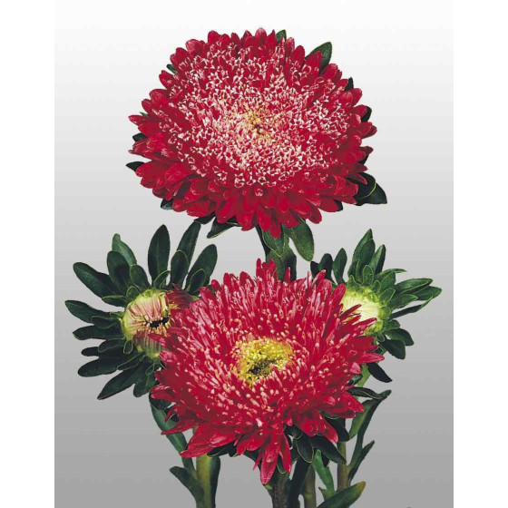 Asteres ķīnas Matador Fiery...